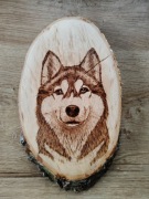 Pies Husky obrazek wypalanka 