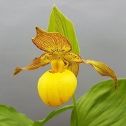 Obuwik Cypripedium fasciolatum x planipetalum