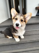 Suczka Welsh Corgi Pembroke FCI
