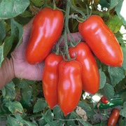 Pomidor Giulietta F1 firmy Clause 5 nasion wyjątkowo plenna typ San Marzano