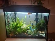 Akwarium Aquael 35l Day and night z grzałką.