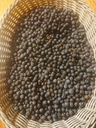 Jałowiec z jury z dzikiego stanowiska