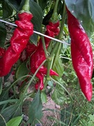 Nasiona papryka chili Capsicum annuum HJ9 Big Bang Space papryka z kosmosu