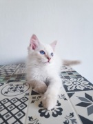 Rodowodowy Kotek i Kotka Ragdoll Linie Championów 