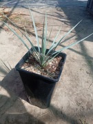 Juka rostrata sadzonka