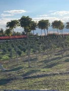 Katalpa Surmia bignoniowa 'Nana' potrójne szczepie