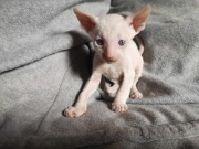 kot,koty, kotki, kocięta cornish rex 