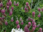 Koniczyna długokłosowa Trifolium rubens roślina miododajna 300 nasion