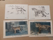 stare francuskie mini karteczki z Parc Zoologique du Bois de Vincennes