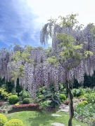 Wisteria glicynia formowana w drzewko