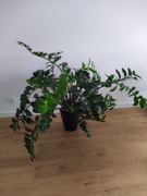 Zamiokulkas duża roślina domowa