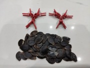 50 nasion dynia figolistna 6 klipsów do szczepień