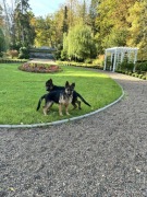 OWCZAREK NIEMIECKI fci