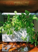 Uprawa hydroponiczna roślin, ziół i warzyw