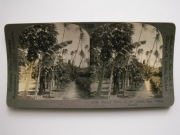 384 Fotografia stereoskopowa - plantacja, drzewa papai, Hawaje 