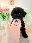 Shihpoo suczka. Hybryda dwóch ras. Podobne do Cavapoo Cocapoo  Maltipoo