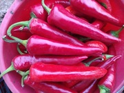 Papryka Ostra Cyklon Chili