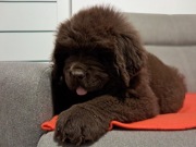 Nowofundland - mamy szczenięta