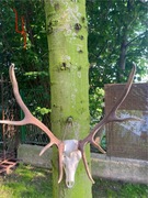 Poroże z czaszką jelenia