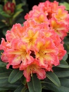 Rododendron Sun Fire
