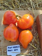 AUNT GRETEL's MAGIC HATS nasiona Pomidor Kolekcjonerski