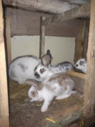 Króliki na sprzedaż