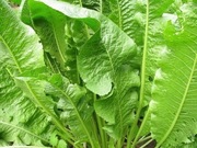 Chrzan Piękna Sadzonka Najlepsza Polska Odmiana 1R Pakiet 12szt