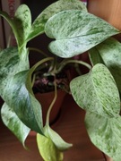 Epiprenium Marble Queen 