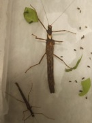 Trachythorax Kon Chu Rang - para imago