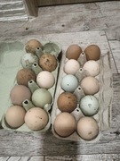 Jaja lęgowe kurze kolorowe