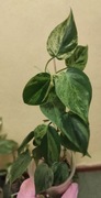 Filodendron Scandens variegata