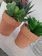 Sukulenty dekoracyjne w doniczkach