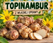 TOPINAMBUR – ŚWIEŻE BULWY Z WŁASNEJ UPRAWY, NATURALNY, BEZ CHEMII