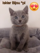 Kocurki rosyjskie niebieskie z rodowodem 5 pok wstecz Bijou*pl 