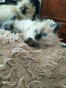 Kocieta syberyjskie Neva Masquerade