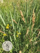 3kg/Sianko 2025 łąkowe dla królików i świnek morskich-Kraina Siana