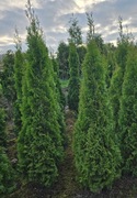 Szmaragd, 120 cm, Tuje, Thuje, Tuja, Krzewy, Thuja