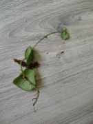 Hoya imbricata sadzonka 