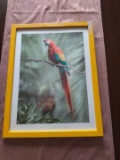 Obraz w ramce papuga 43x33cm + dwa plakaty gratis