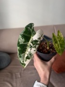 Alocasia Frydek Variegata