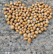 Orzechy laskowe w łupinie 1 kg 2025 EKO