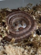 Wąż zbożowy Pied Sided Granite 