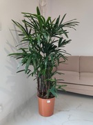 Palma Raphis excelsa 120cm wysoka