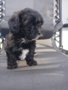 Pies shih-poo samiec – pudel miniatura red i shih tzu tricolor.