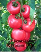 Pomidor Honey Moon F1 - 1 nasionko kolekcjonerskie HIT