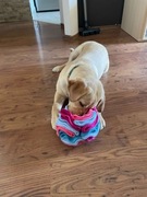 Kula węchowa 20 cm Rafa koralowa