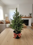 Świerk Conica, mała choinka