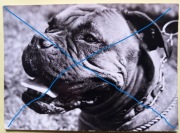 Pies - Bokser . Fotopocztówka bez obiegu. Polecam 