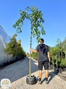 Prunus serrulata Kiku-shidare-zakura, Wiśnia piłkowana, na pniu 220cm