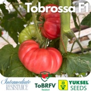 Pomidor Tobrossa F1 dawniej Leroxy F1 firmy Yuksel 2 nasiona malinowy